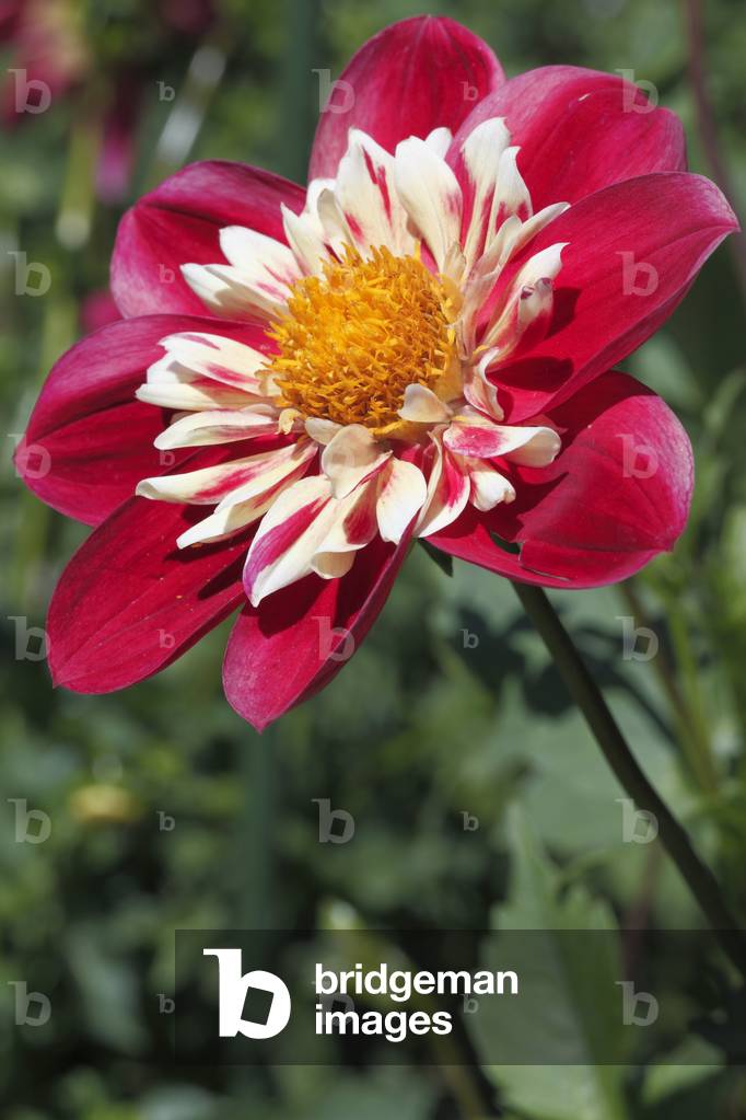 Dahlia x/Dahlia 'Rural Lady'