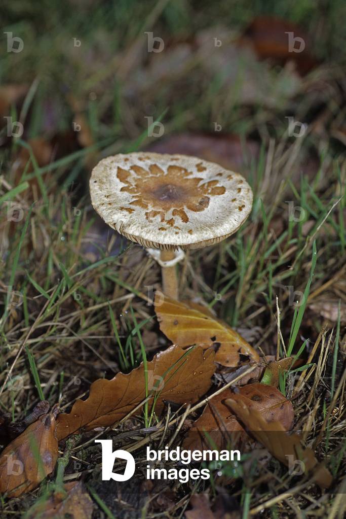Macrolepiota gracilenta/Lepiote grele