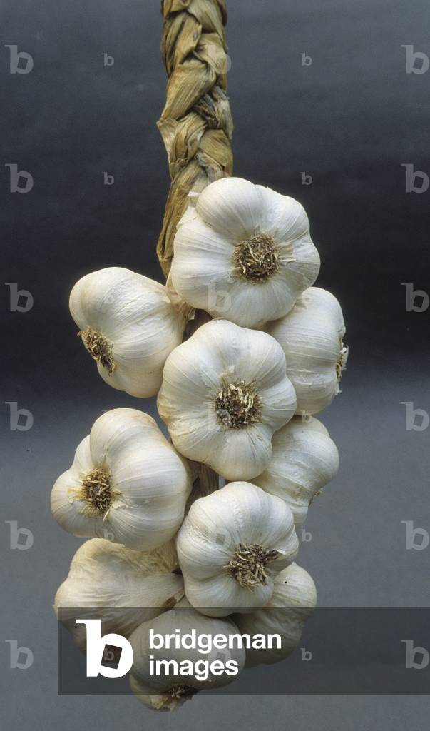 Image of Photography depicting Allium sativum/Garlic/Garlic/Braiding