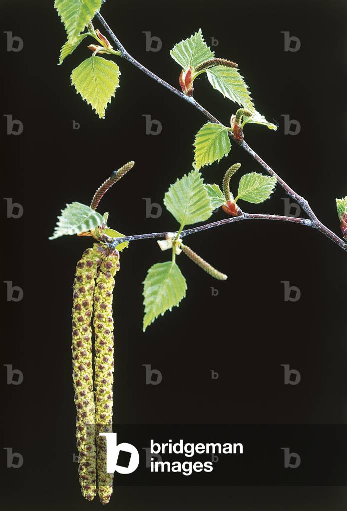Betula alba/Betula pendula/Betula verrucosa/European White Birch/Wartful Birch/European White Birch