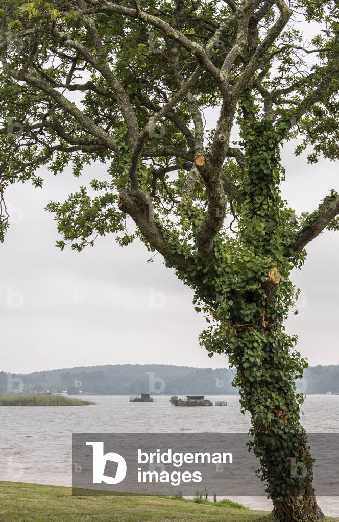 Aureilhan pond/Landes/Aquitaine/France