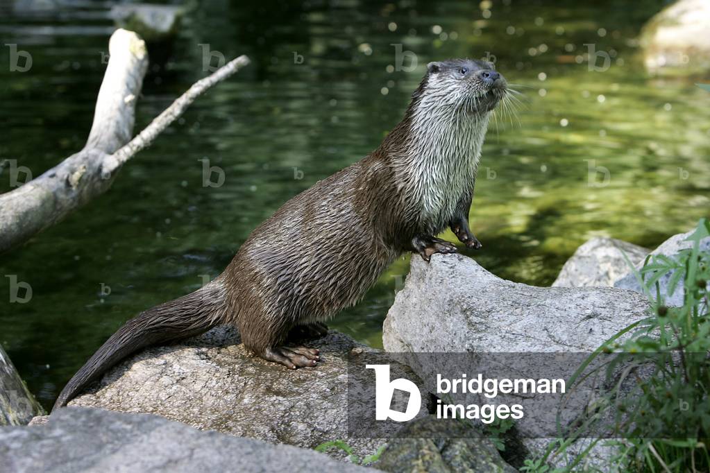 "Lutra lutra/Europäischer Otter/Europäischer Otter "