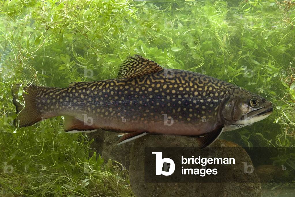 Salvelinus Fontinalis/Fontana Salmone/Trota Ruscello 