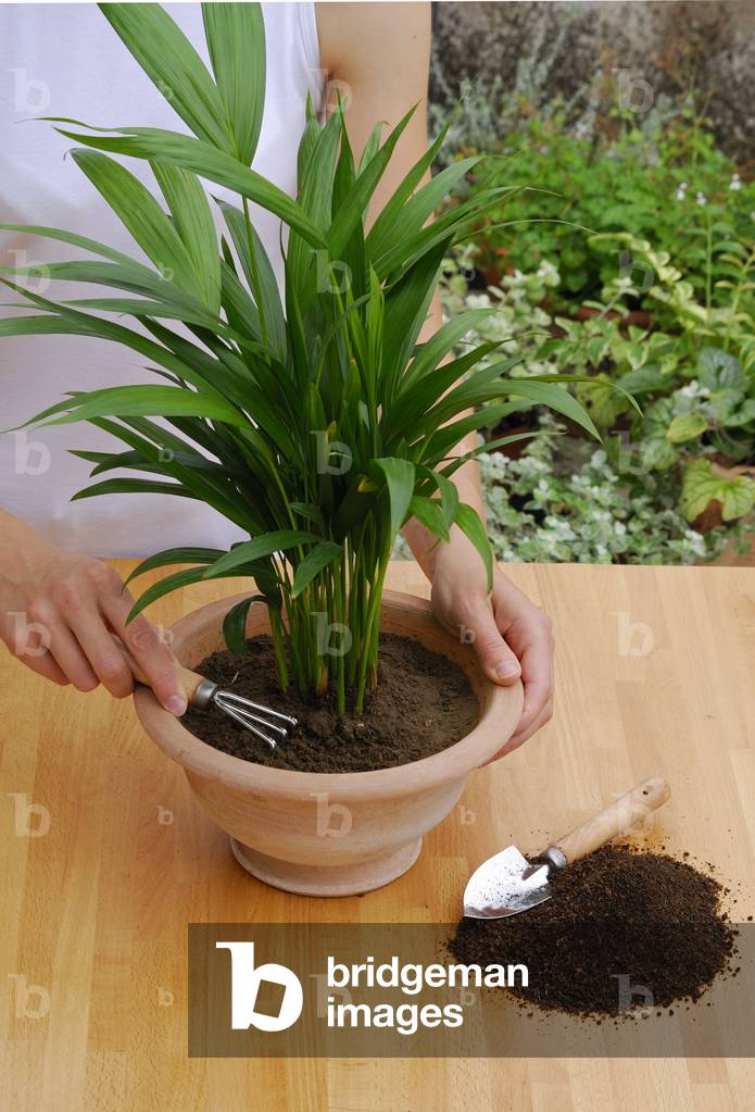 Surfacing/Rhapis excelsa