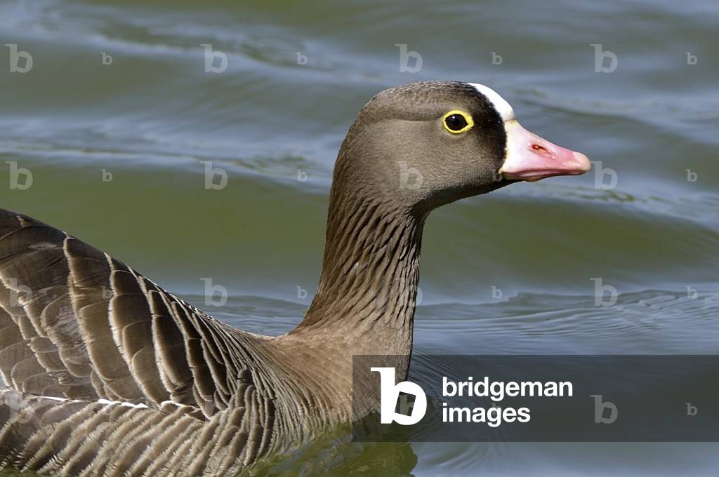 Anser albifrons flavirostris/Greenland Goose/Greenland White Fronted Goose