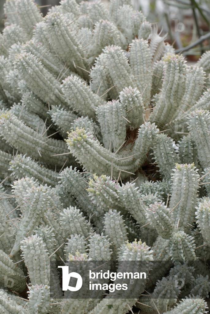 Euphorbia mammillaris fa. variegata/Euphorbo