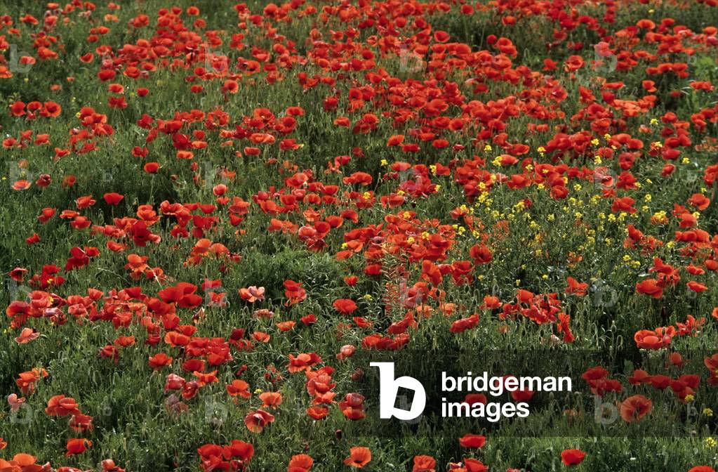 Papaver Rhoeas/Poppy Poppy