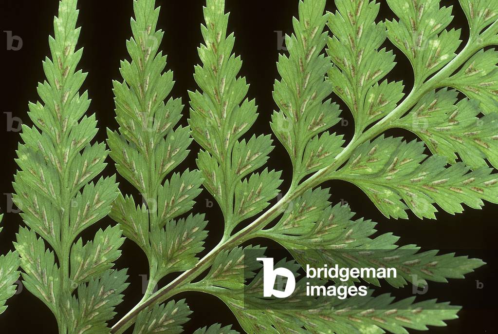 Asplenium adiantum nigrum/Black capillary/Black Doradilla/Black Spleenwort