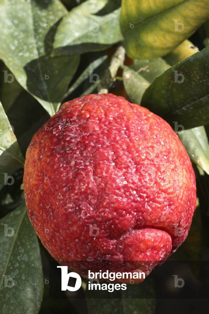 Citrus medica/Cedratier 'Red Skin'/Cedralemon