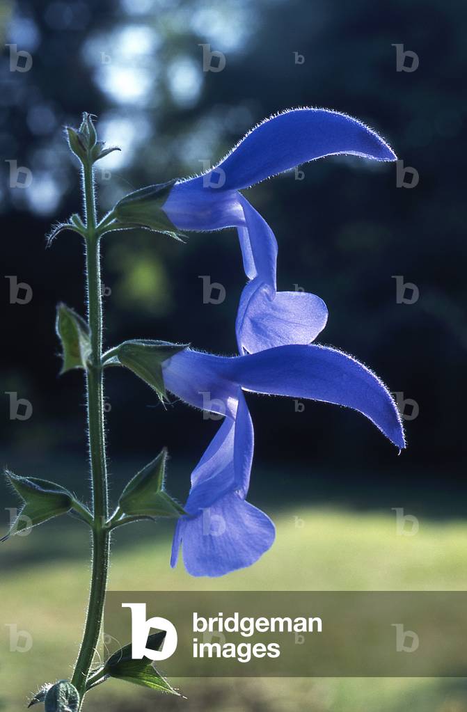 Salvia patens/Gentian Sage/Gentian Wise