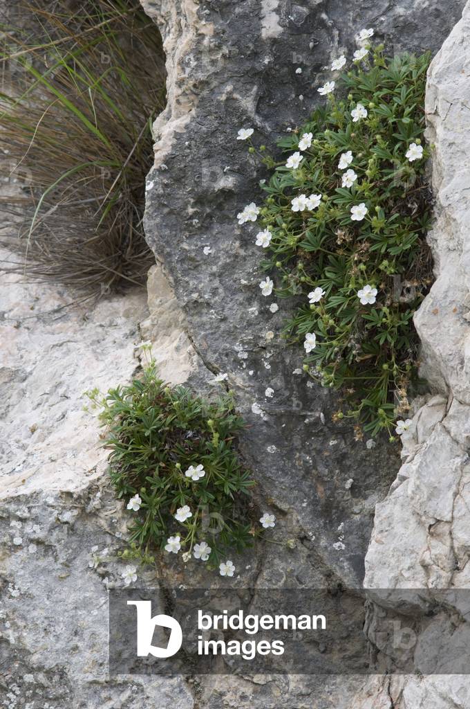 Potentilla saxifraga/Cinquefoil saxifring