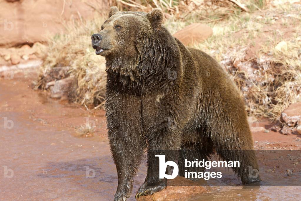 Ursus arctos horribilis/Brown bear/Grizzly bear