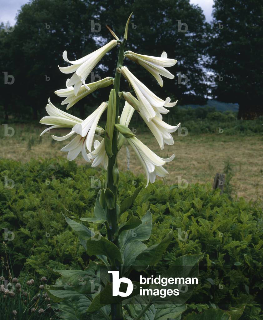 Cardiocrinum giganteum/Himalayan Giant Lily/Giant Lily