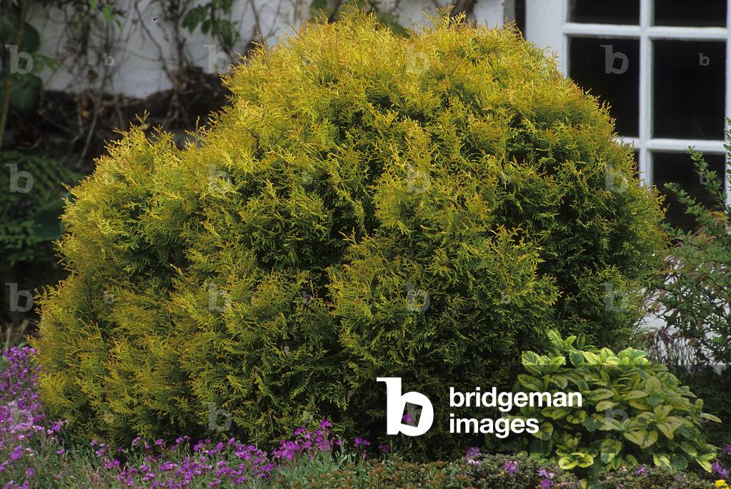 Thuja occidentalis/Thuya of Canada 'Rheingold'