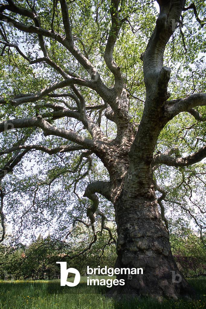 "Le Giant de Provence/Platane/Platanus orientalis/380 Jahre alt/Hoch: 35 m/Der größte Platane Frankreichs/Lama