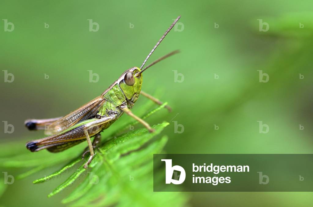 Chorthippus parallelus/Grasshopper