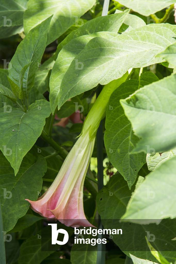 Brugmansia sp.