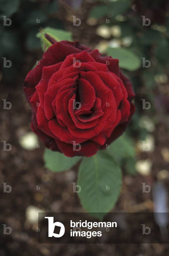 Rosa x/Pink 'Papa Meilly'