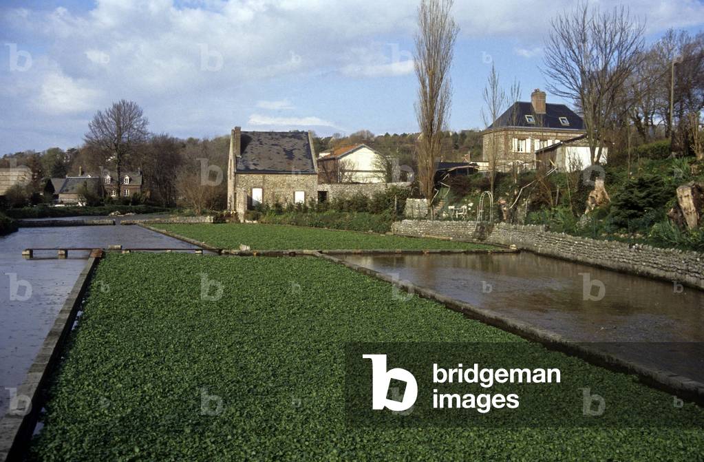 Nasturtium officinale/Fountain watercress/Cressonniere/Veulle les Roses/Seine Maritime/Haute Normandy/France
