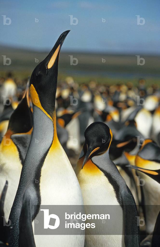 Aptenodytes patagonicus/Royal Penguin/King Penguin/Falkland Islands