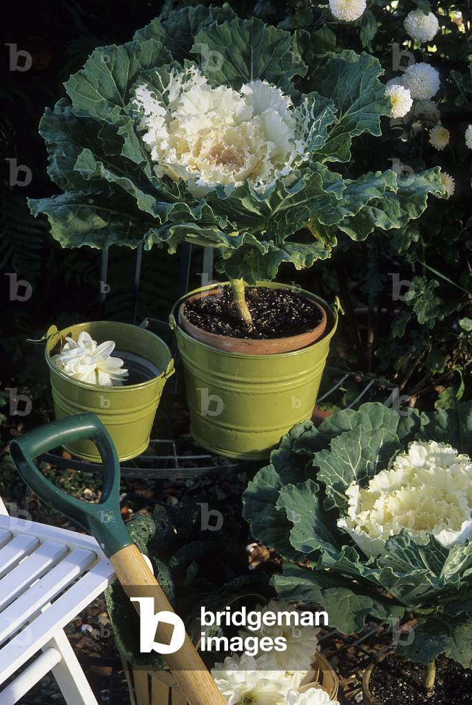 Brassica oleracea acephala/Ornamental Cabbage 'White Pigeon'