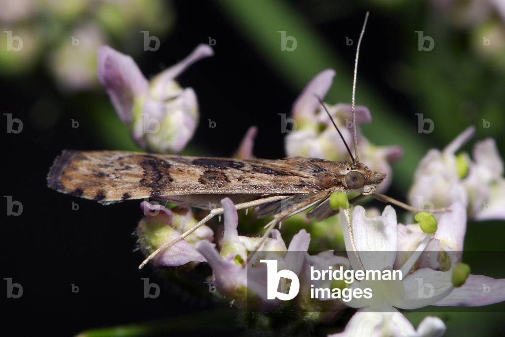 Nomophila noctuella/Hybrid Pyrale