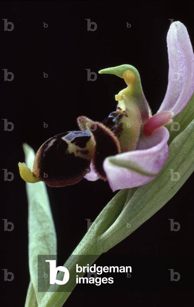 Ophrys scolopax/Ophrys becasse/WoodcockOrchid