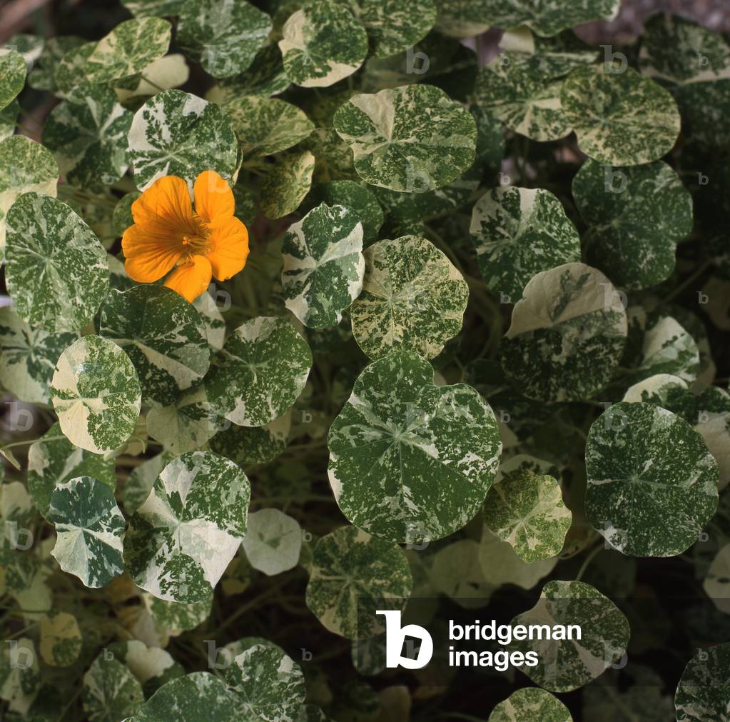 Tropaeolum majus/Large Capucine/Tall Nasturtium