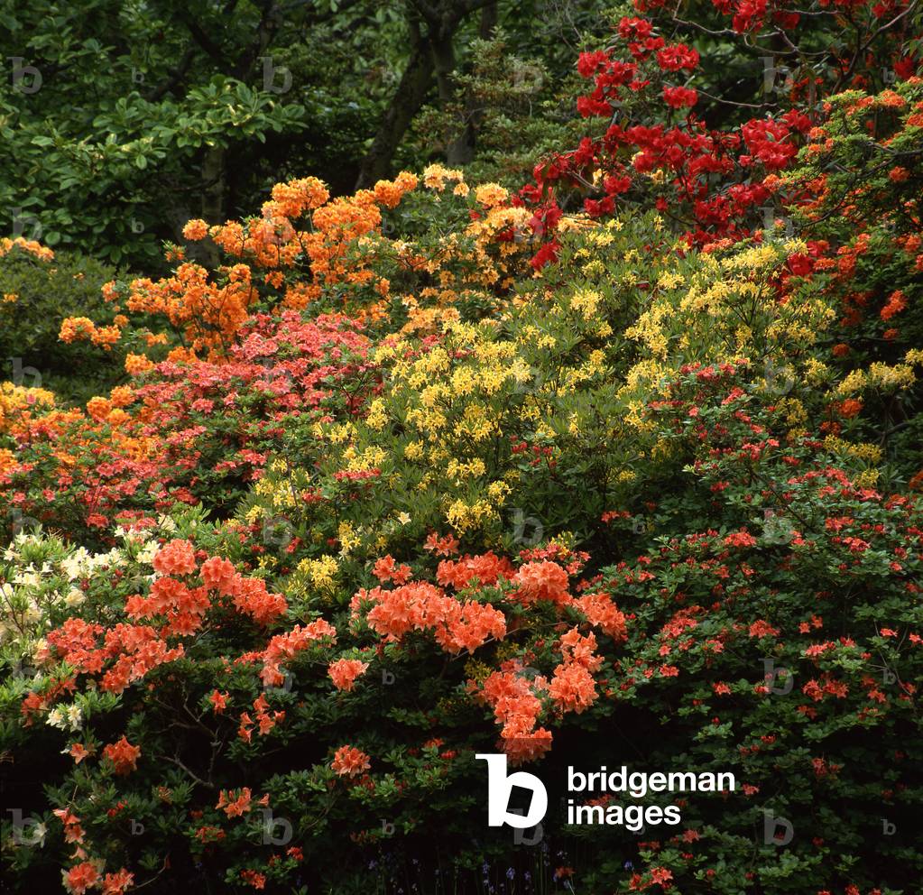 Rhododendron x/Rhododendron