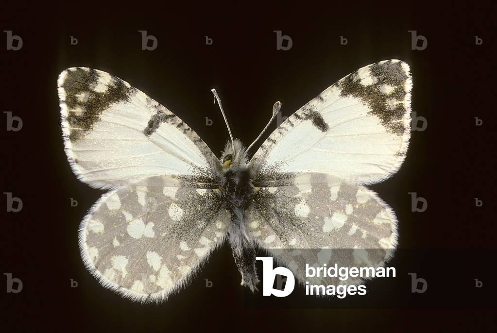 Euchloe tagis/Marble of Lusitanie