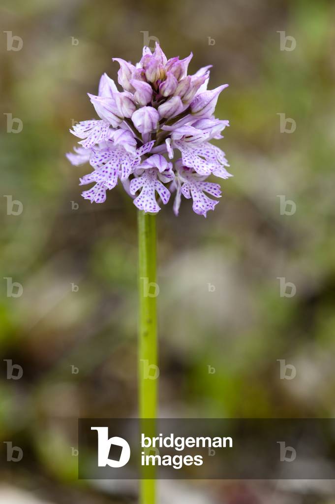 Neotinea tridentata/Orchis tridentata/Orchis a trois dents/Three Toothed Orchid