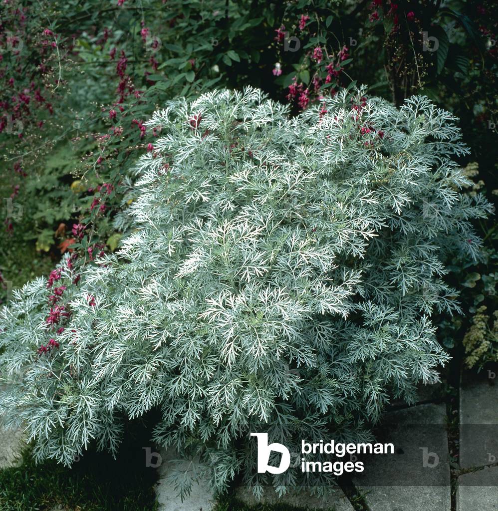 Artemisia abrotanum/Aurone/Southerwood