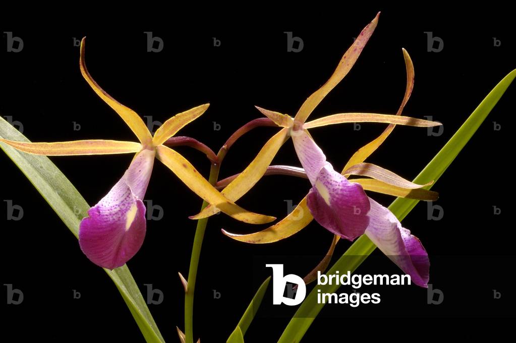 Laelia anceps