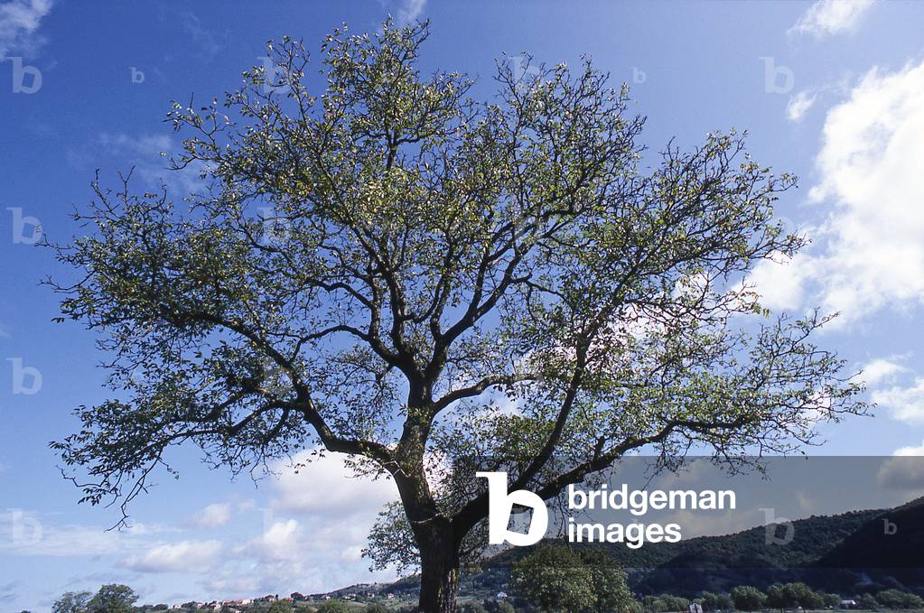Juglans regia/Royal Walnut/Walnut Tree