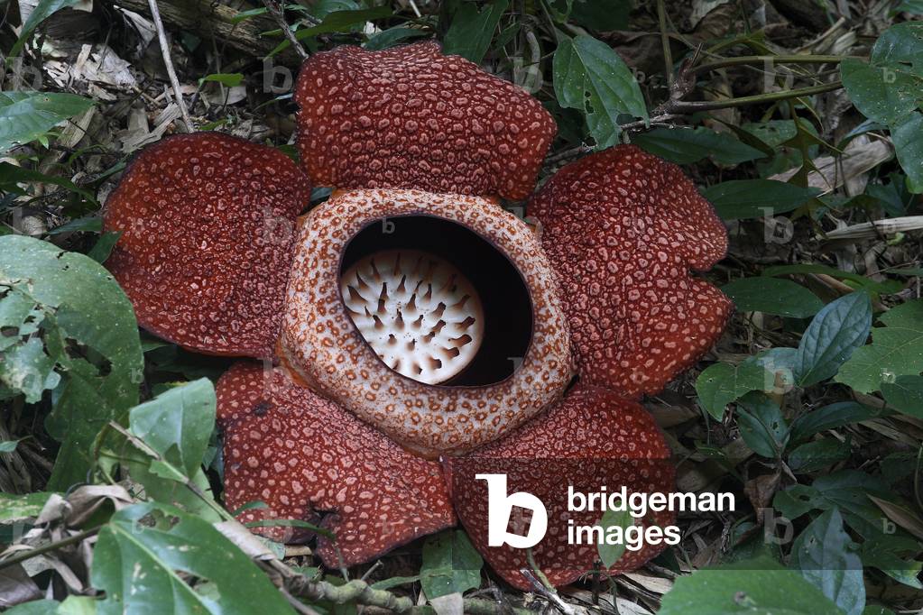 Rafflesia arnoldii/Rafflesie