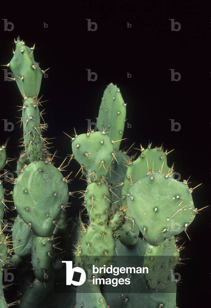 Opuntia tuna/Ponce/Elephant Ear Prickly Pear/Tuna Prickly Pear