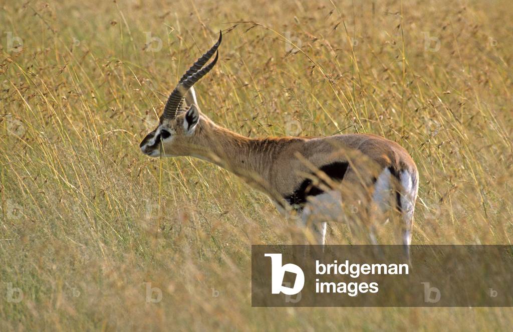Gazella thomsoni/Thomson's Gazelle/Thomson's Gazelle