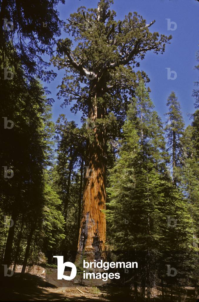 Lincoln Tree/Sequoia geant/Sequoidendron giganteum/High: 79 m/Circ: 30 m/Sequoia National Park/California/USA
