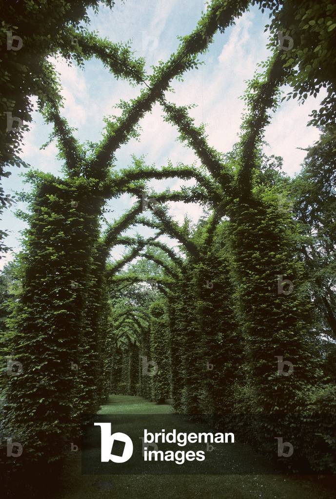 Topiary art/Carpinus betulus/Charme/Charmille/European Hornbeam/Beloeil Park/Belgium