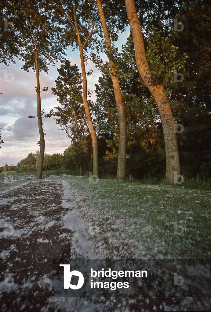 Wind-dispersed fruit and poplar seeds