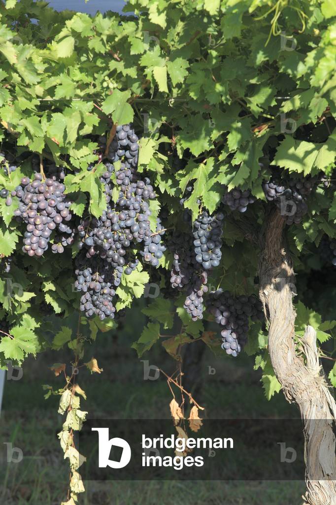 Vitis vinifera/Vine/Grape