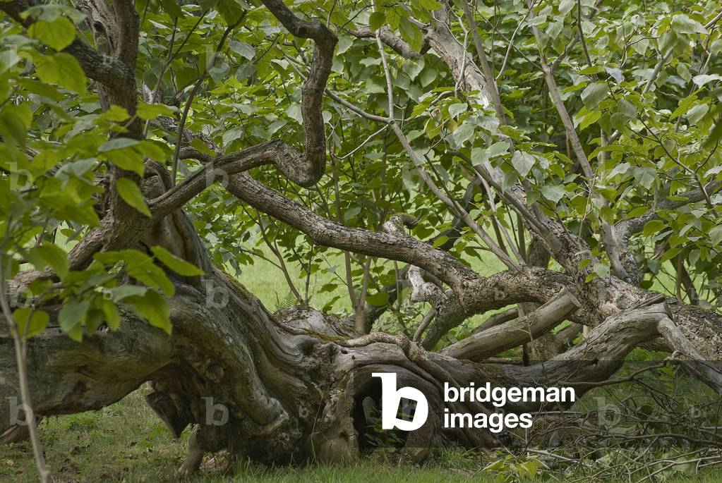 Park of the house of Chateaubriand/Catalpa/Strike by lightning/La Vallee aux Loups/Chatenay Malabry/Hauts de Seine/France