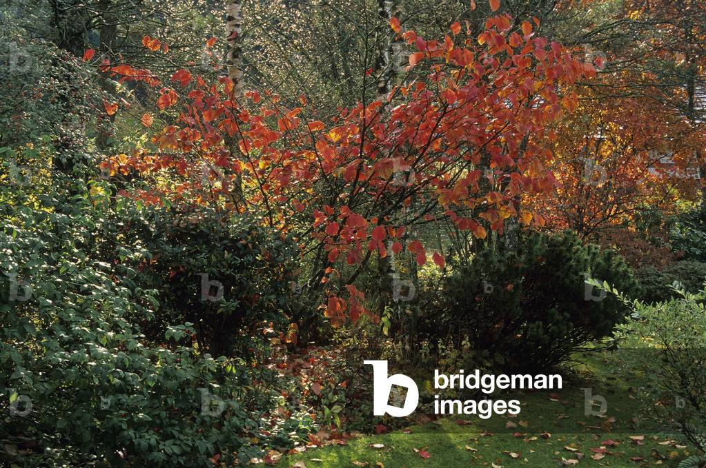 Hamamelis x intremedia/Hamamelis 'Diane'
