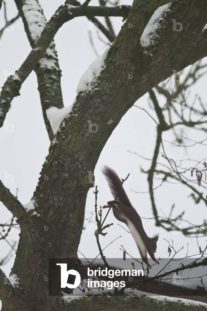 Sciurus vulgaris/Red Squirrel/Red Squirrel