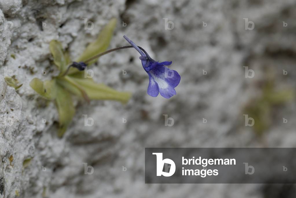 Pinguicula longifolia subsp reichenbachiana/Grassette de Reichenbach