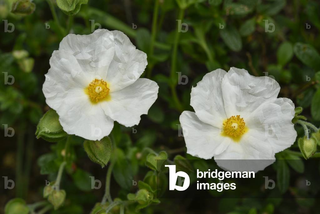 Cistus of Montpellier/Cistus monspeliensis/Narrow leaved Cistus/Montpellier Cistus