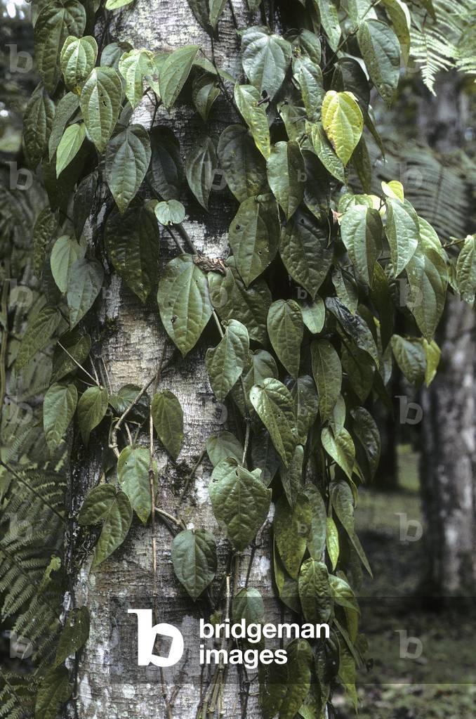 Piper betle/Betel