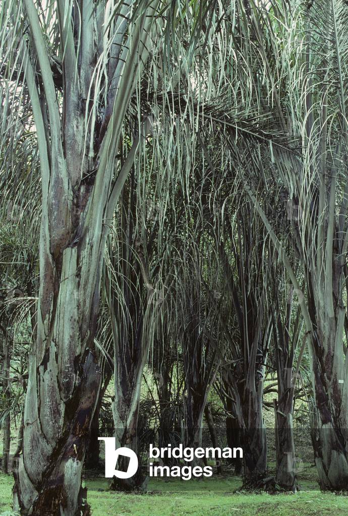 Raphia pedunculata/Raphia Palm/Raffia Palm/Costa Rica