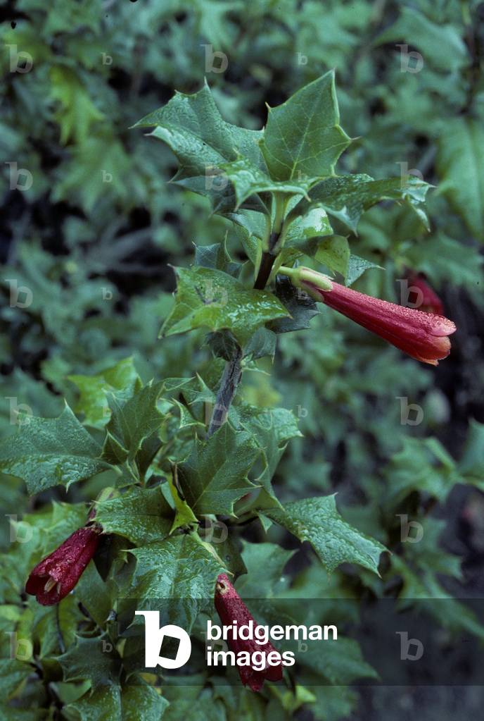 Desfontainea spinosa