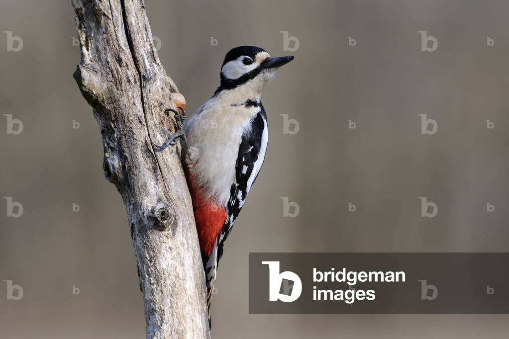 Dendrocopos major/Picoides major/Woodpecker/Great Spotted Woodpecker/female